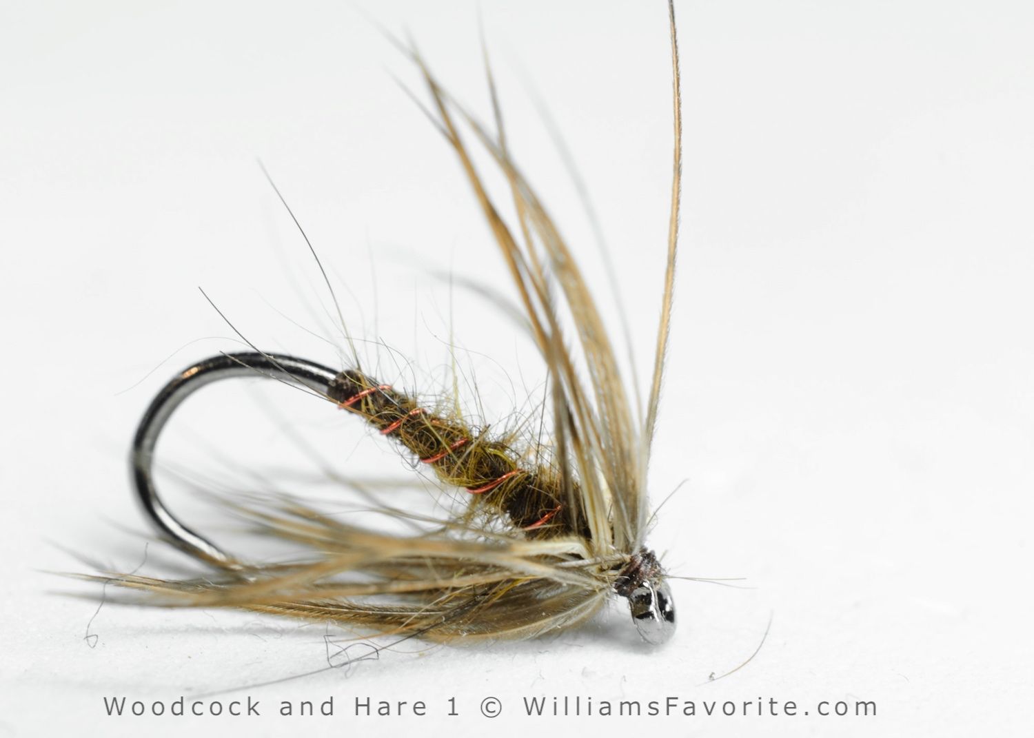 1 beccaccia woodcock
