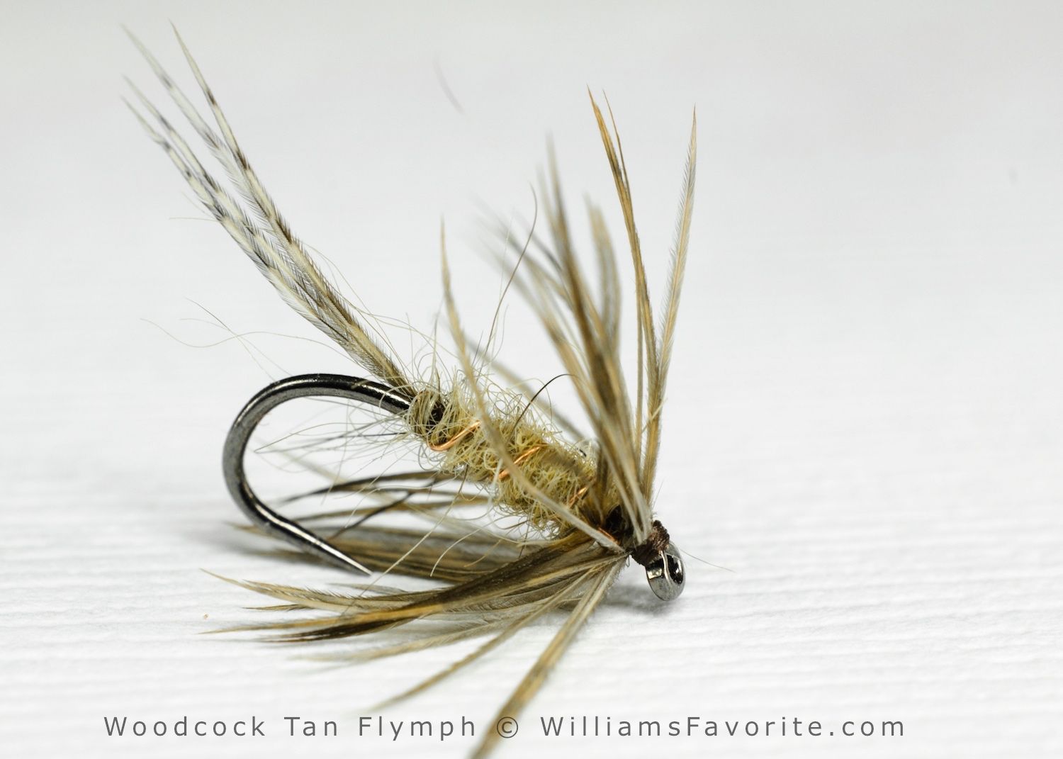 2 beccaccia woodcock